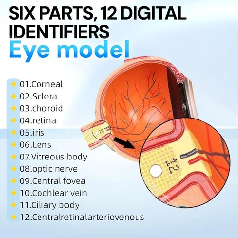 UKYCEORA Eyeballs Anatomy Model,Eye Balls Model,Human Eye Anatomical Model for Ophthalmology Gifts,Students Study Display Medical Teaching,Human Anatomy Models of Eyeball with Removable Stand. in Saudi Arabia