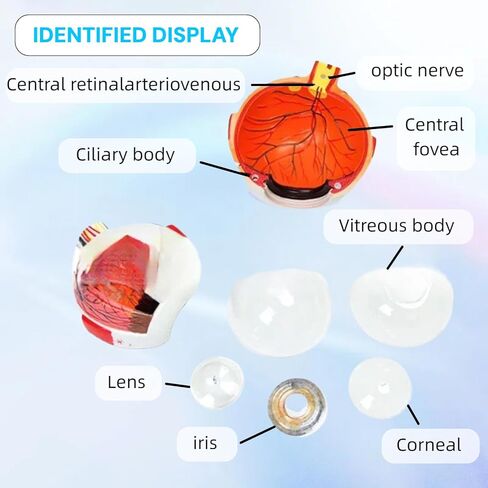 UKYCEORA Eyeballs Anatomy Model,Eye Balls Model,Human Eye Anatomical Model for Ophthalmology Gifts,Students Study Display Medical Teaching,Human Anatomy Models of Eyeball with Removable Stand. in Saudi Arabia