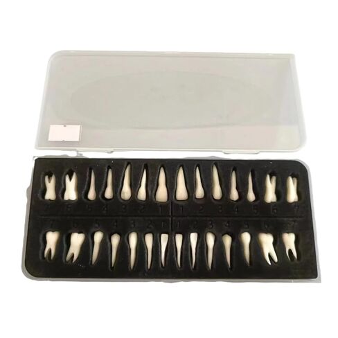 UKYCEORA Vampire Teeth,Fake Fangs Decor,Fake Teeth Set for Halloween， Vampire Teeth Fangs,Halloween Teeth,Monster False Teeth/Sharp Teeth, Tooth Display Model-Not Medical Use.(28PCS*4Box) in Saudi Arabia