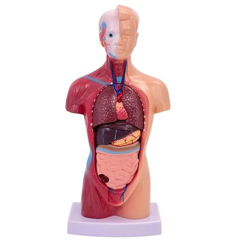 UKYCEORA Human Body Model,Removable Human Anatomy Model,Human Torso Anatomy Model for Teaching, Students Study and Medical Education Display. in Saudi Arabia