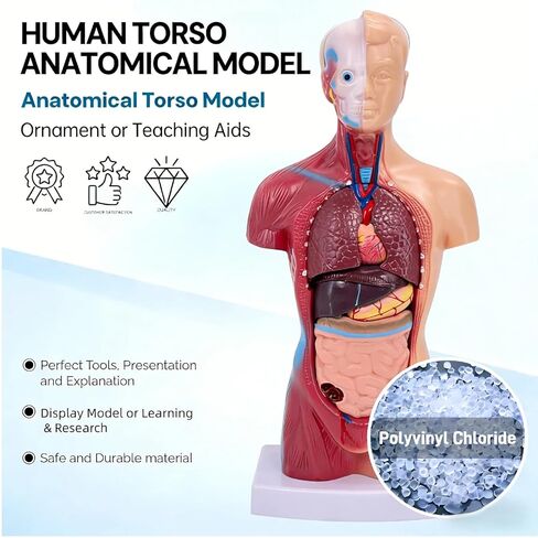 UKYCEORA Human Body Model,Removable Human Anatomy Model,Human Torso Anatomy Model for Teaching, Students Study and Medical Education Display. in Saudi Arabia