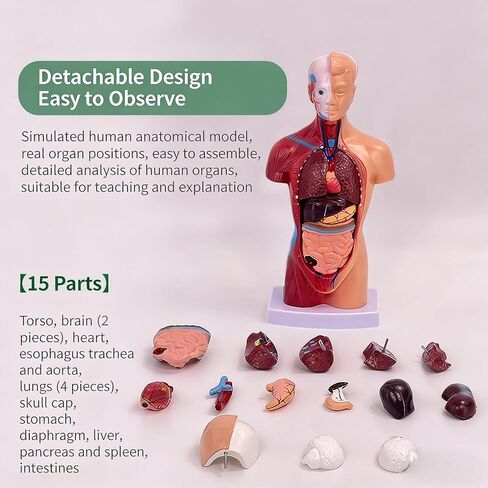 UKYCEORA Human Body Model,Removable Human Anatomy Model,Human Torso Anatomy Model for Teaching, Students Study and Medical Education Display. in Saudi Arabia