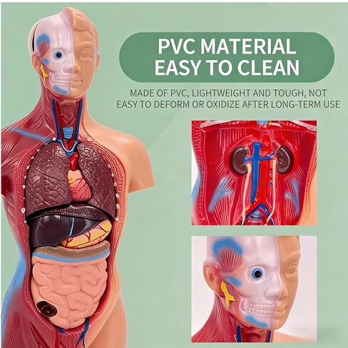 UKYCEORA Human Body Model,Removable Human Anatomy Model,Human Torso Anatomy Model for Teaching, Students Study and Medical Education Display. in Saudi Arabia