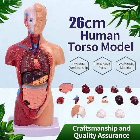 UKYCEORA Human Body Model,Removable Human Anatomy Model,Human Torso Anatomy Model for Teaching, Students Study and Medical Education Display. in Saudi Arabia
