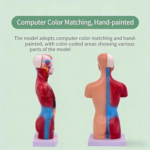 UKYCEORA Human Body Model,Removable Human Anatomy Model,Human Torso Anatomy Model for Teaching, Students Study and Medical Education Display. in Saudi Arabia