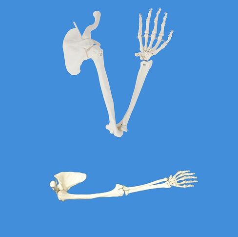 Human Skeletal Model Anatal Model of Human Skeleton of Upper Limb, Real Size 1: 1 Upper Limb Bone Scapula Arm Bone Clavicle Upper Arm Bone Osteopathic Pain Department Skeleton Model in Saudi Arabia