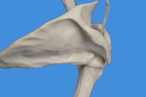 Human Skeletal Model Anatal Model of Human Skeleton of Upper Limb, Real Size 1: 1 Upper Limb Bone Scapula Arm Bone Clavicle Upper Arm Bone Osteopathic Pain Department Skeleton Model in Saudi Arabia
