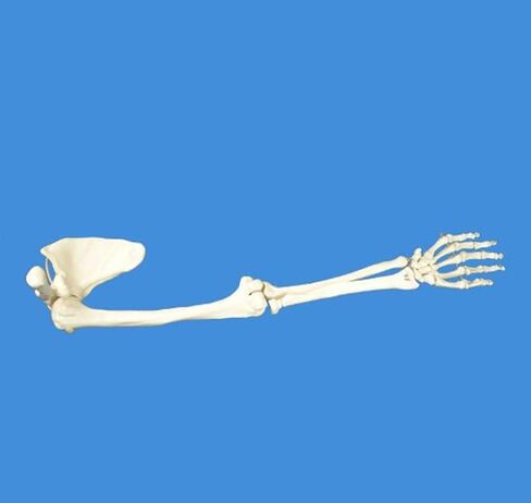 Human Skeletal Model Anatal Model of Human Skeleton of Upper Limb, Real Size 1: 1 Upper Limb Bone Scapula Arm Bone Clavicle Upper Arm Bone Osteopathic Pain Department Skeleton Model in Saudi Arabia