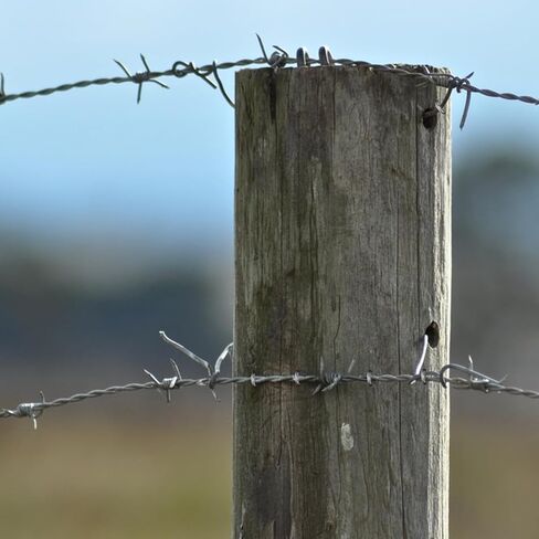 300 pcsWire Staples, Fence Stapless, Steel U Nails for Fencing, U Shaped Wire Nails, Galvanized Barbed Wire Fencing Staples Fasteners for Wood Garden Barbed Chicken Wires Hardware in Saudi Arabia