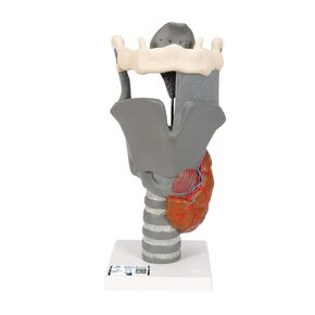 3B Scientific G20 Functional Larynx 2.5x life size - 3B Smart Anatomy
