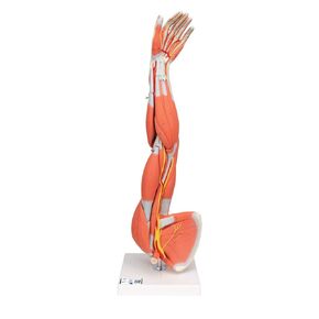 3B Scientific M10 Dissectible Muscled Arm 6-part - 3B Smart Anatomy in Kuwait