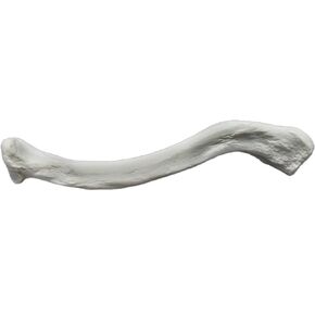 Clavicle Bone Model - Right - Anatomically Accurate Human Clavicle Bone Replica - hBARSCI