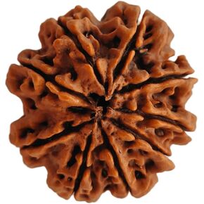 NAISHA 7 Mukhi Rudraksha Bead, 100% Certified & Original Seven-Faced Rudraksha Seed Necklace, Rudraksha Bead Pooja/Prayer/Meditation