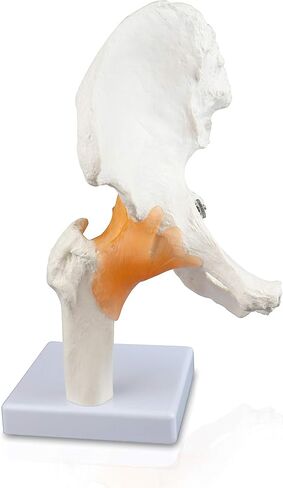 Vision Scientific VAJ233 Classic Functional Hip Joint Model, Articulates with Life-Like Flexible Ligaments, Features Femur, Hip Bone & Surrounding Ligaments in Saudi Arabia