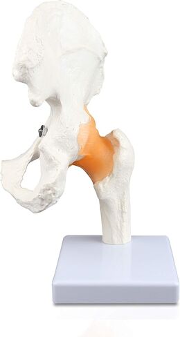 Vision Scientific VAJ233 Classic Functional Hip Joint Model, Articulates with Life-Like Flexible Ligaments, Features Femur, Hip Bone & Surrounding Ligaments in Saudi Arabia