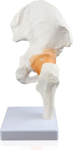 Vision Scientific VAJ233 Classic Functional Hip Joint Model, Articulates with Life-Like Flexible Ligaments, Features Femur, Hip Bone & Surrounding Ligaments in Saudi Arabia