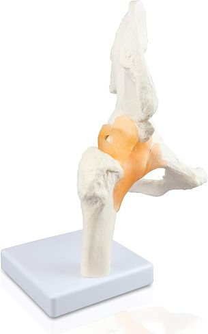 Vision Scientific VAJ233 Classic Functional Hip Joint Model, Articulates with Life-Like Flexible Ligaments, Features Femur, Hip Bone & Surrounding Ligaments in Saudi Arabia