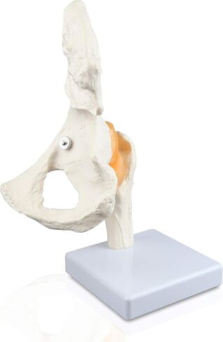 Vision Scientific VAJ233 Classic Functional Hip Joint Model, Articulates with Life-Like Flexible Ligaments, Features Femur, Hip Bone & Surrounding Ligaments in Saudi Arabia