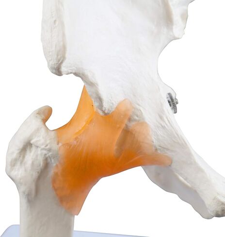 Vision Scientific VAJ233 Classic Functional Hip Joint Model, Articulates with Life-Like Flexible Ligaments, Features Femur, Hip Bone & Surrounding Ligaments in Saudi Arabia