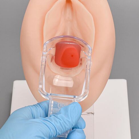 MedEduQuest Pelvic Health Model, Vaginal Training Model for Science Education, Gynecological Examination Vulva Anatomical Model for Demonstration in Saudi Arabia