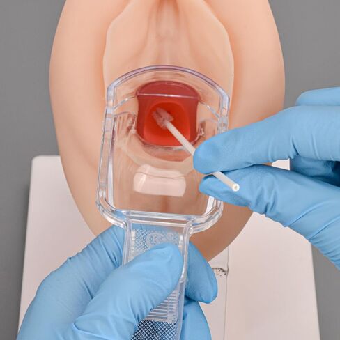 MedEduQuest Pelvic Health Model, Vaginal Training Model for Science Education, Gynecological Examination Vulva Anatomical Model for Demonstration in Saudi Arabia