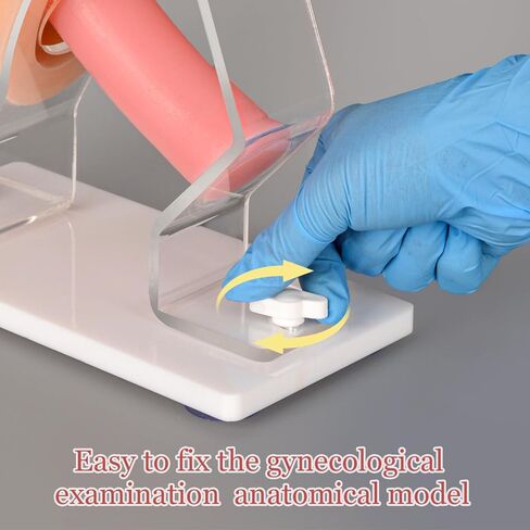 MedEduQuest Pelvic Health Model, Vaginal Training Model for Science Education, Gynecological Examination Vulva Anatomical Model for Demonstration in Saudi Arabia
