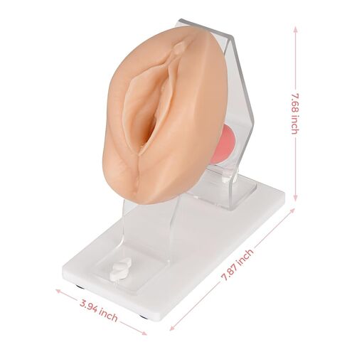 MedEduQuest Pelvic Health Model, Vaginal Training Model for Science Education, Gynecological Examination Vulva Anatomical Model for Demonstration in Saudi Arabia