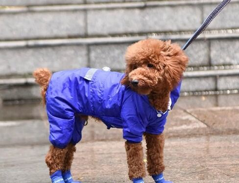 Silicone Pet Rain Boots Anti Dirty Anti Slip Waterproof pet Boots Small Dog Teddy rain Shoes (Black, Small) in Saudi Arabia