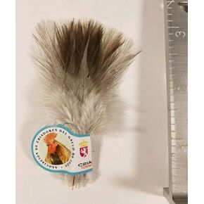 هارلين كوك دي ليون ريشات (الزنجبيل يتدفق فلور دي إسكوبا) in Kuwait