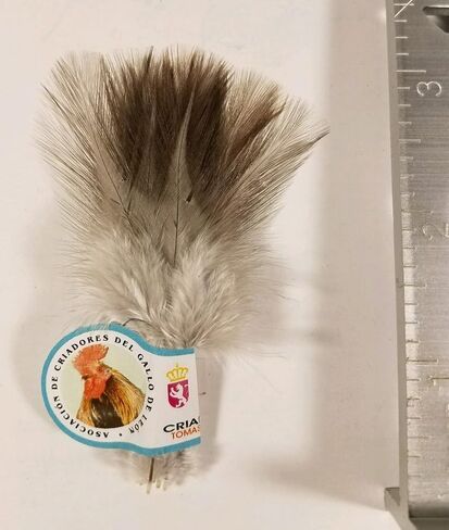 هارلين كوك دي ليون ريشات (الزنجبيل يتدفق فلور دي إسكوبا) in Kuwait