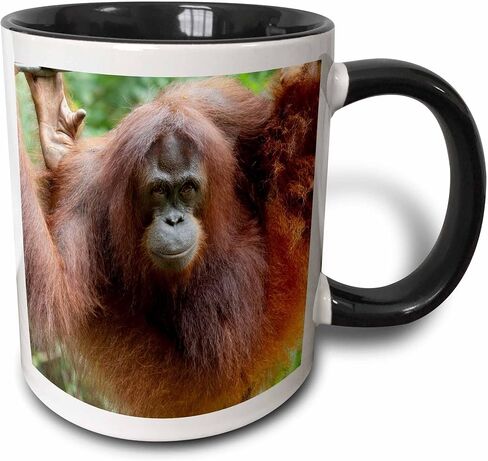 3dRose Bornean Orangutan Primate، بورنيو، كوب ماليزيا، 11 أونصة، أسود in Saudi Arabia