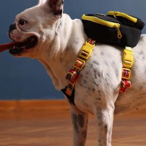 PawLook Dog Backpack Harness Dog Self Carrier Backpack-Poop Bag Dispenser Dog Backpack-Anti Slip Dog Backpack-Backpack for Dogs to Wear-Stylish Dogbagpack - GimmeFive Series 1 Piece (Blue, S)