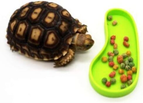 LSTCPGLAI 2 قطعة طبق ماء السلحفاة طبق ماء الزواحف يستخدم لسلحفاة الذرة الأفعى الزحف الحيوانات الأليفة الأكل والشرب (أخضر) in Kuwait