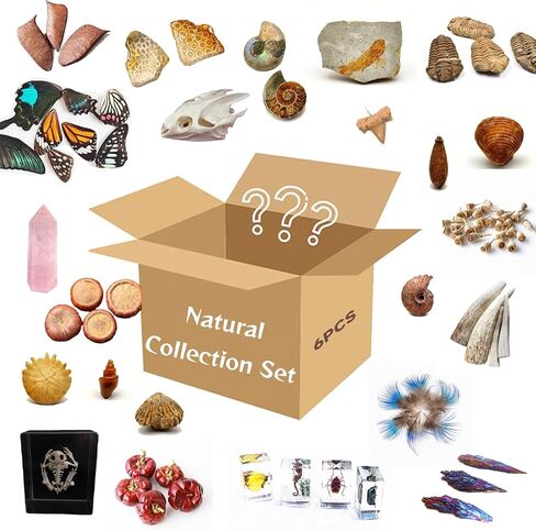 10pcs Mystery Natural Oddities Box - أحافير حقيقية ، بلورات وتصنيع في قوارير زجاجية | ديكور الأوساط الأكاديمية المظلمة للبالغين والأطفال | ديكور خزانة الساحرة | هدايا فريدة لمحبي العلوم in Kuwait