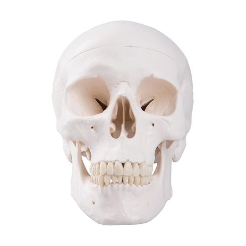 3B Scientific A20 Human Anatomy - نموذج جمجمة بشري كلاسيكي مع اتصالات مغناطيسية ، 3 جزء + APP Free Anatomy - 3B Smart Anatomy in Saudi Arabia