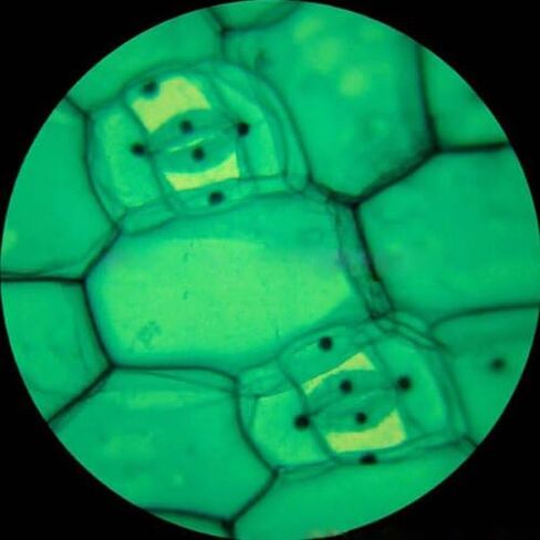 AmScope M60A-TK 40X-640X Glass Optics All-Metal Monocular Student Compound Microscope + Prepared & Blank Slides in Saudi Arabia