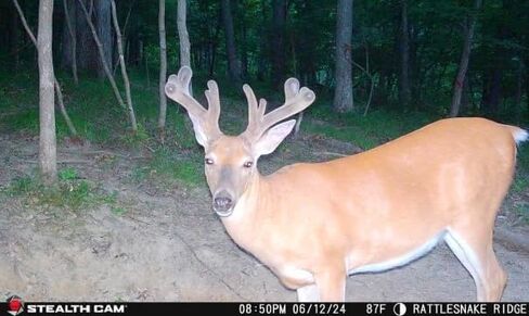 Stealth Cam Flashback 40MP 0.4 ثانية سرعة الزناد لون حقيقي صور ليلية بيضاء زينون فلاش كاميرا الصيد الخلوية التي يتم التحكم فيها عن طريق التطبيق، متوفرة على Verizon & AT&T in Saudi Arabia