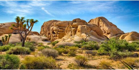 Leyiyi 48 × 18 بوصة خلفية التصوير الفوتوغرافي لوادي النصب التذكاري الأمريكي الوطني بارك نافاجو القبلي بارك الصحراء الغربية نبات الصخور الجافة الجذع سفينة حربية فيلم لاندمارك خلفية بوليستر خلفية تررم in Kuwait