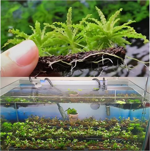 طقم حامل نباتات حوض السمك ChuCraftVN، 10 وسادات حصى، 2.4 × 1.2 بوصة. 10 ربطات عنق بسحاب. 1 غراء مائي. in Kuwait