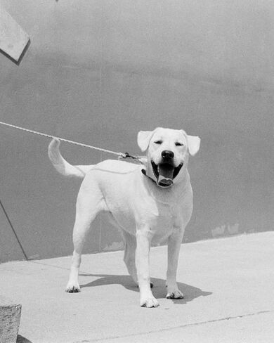 Single Roll — Student-Friendly Latitude, Faster Starts: 35 mm Black and White Film for 35 mm Camera, ISO400 35mm Film Keeps Class Projects Steady for Travel and Education ﻿ in Saudi Arabia