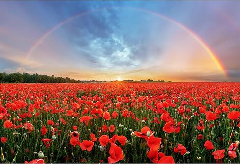 Baocicco 12x8ft Background for Sunset Rainbow Sky Red Poppy Field Photography Backdrop Outdoor Wedding Backdrop Spring Natural Scenery Wedding Ceremony Valentine's Day Vacation Photo Studio Props in Saudi Arabia