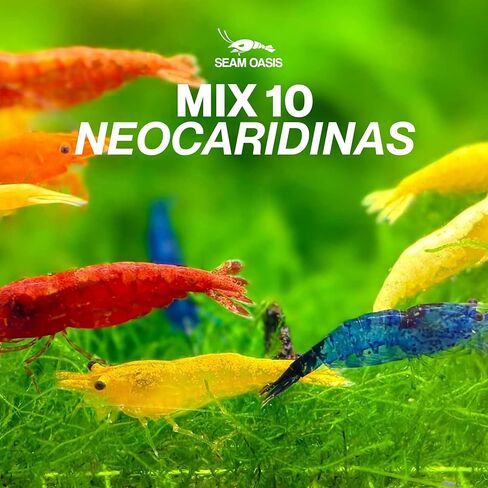 20 + ألوان مختلطة نيوكاريدينا Live Redrimps Aquarium Aquarium لـ Aquarium Beeding Age البالغين 1/2-1 بوصة طولها. ضمان وصول مباشر. in Kuwait