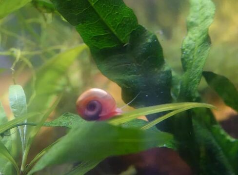 10 Live Ramshorn Snails in Saudi Arabia