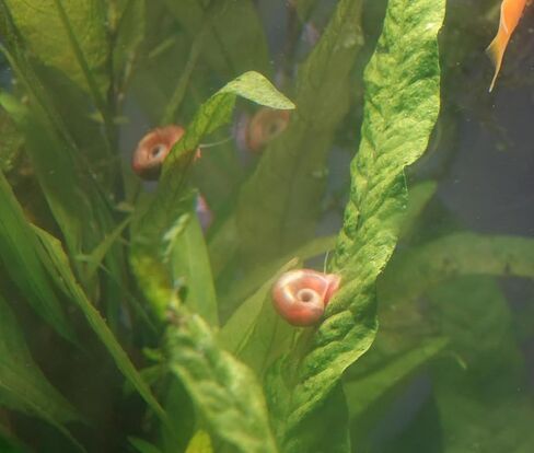 10 Live Ramshorn Snails in Saudi Arabia