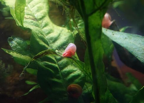 10 Live Ramshorn Snails in Saudi Arabia