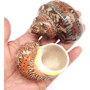 PEPPERLONELY 2 PC Natural Large Hermit Crab Shells, Banded Green Turbo, 2 Inch ~ 3 Inch