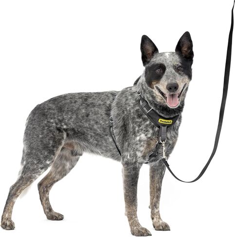 PetSafe Easy Walk Comfort No-Pull Dog Harness Full-Body Padding - Better Walks on 1st Use - 5 Points of Adjustment, XS, Small, Medium & Large Dogs, Blue/Black/Green/Pink in Saudi Arabia