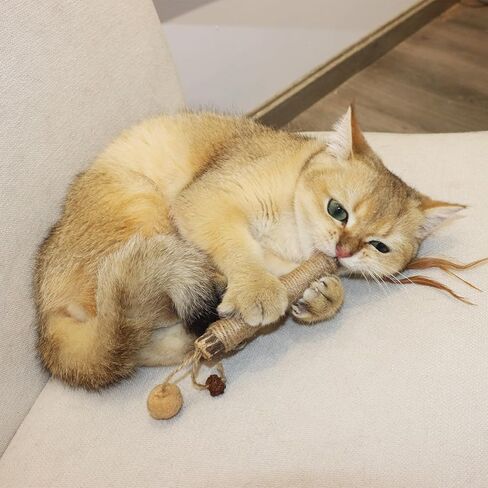 MECOOL Cat Silvervine Sticks Chew Toys,Catnip Feather Toy for Indoor Cats and Kittens,Natural and Health 6PCS in Kuwait