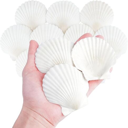 20 PCS Natural Scallop Shells for Crafts, 3 Inch White Seashell Decor for Home, Sea Shells for Decorating, DIY, Painting, Baking, Beach Wedding Decorations in Saudi Arabia