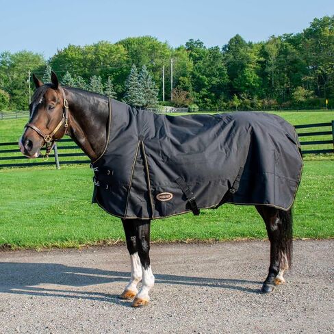 Country Pary Paladin High Neck Thinout Sheet (78) in Kuwait